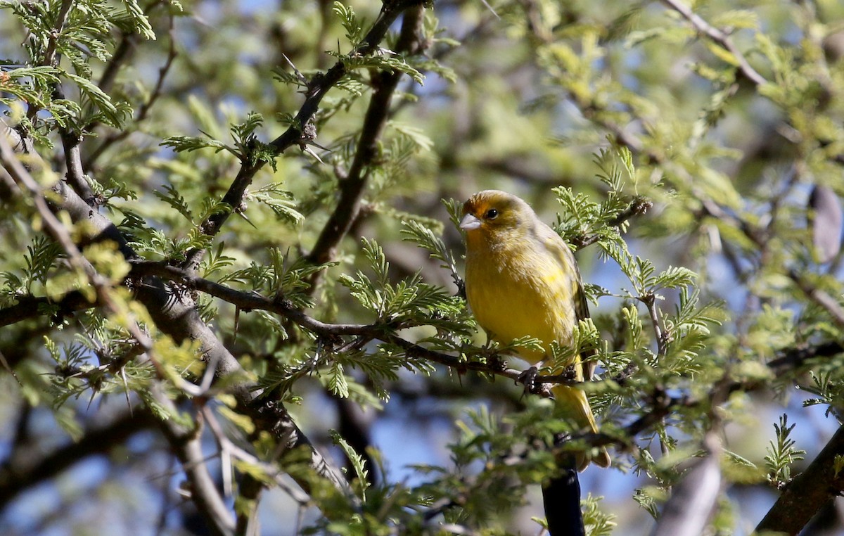 Saffron Finch (Pelzeln's) - ML169782711