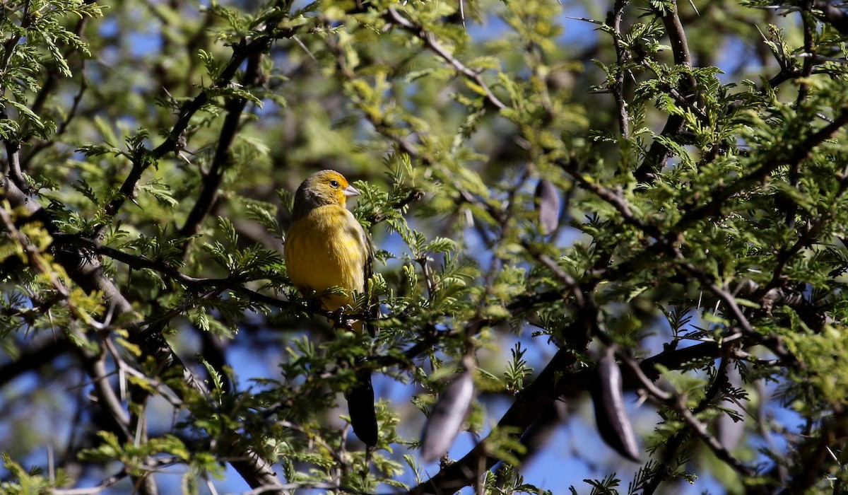 Saffron Finch (Pelzeln's) - ML169782801