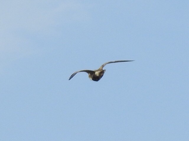 Pacific Golden-Plover - ML169783441