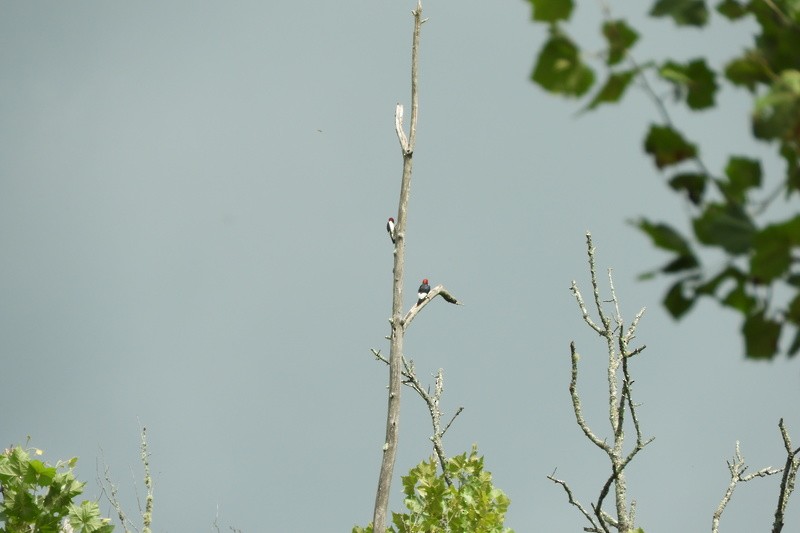 Red-headed Woodpecker - ML169783641