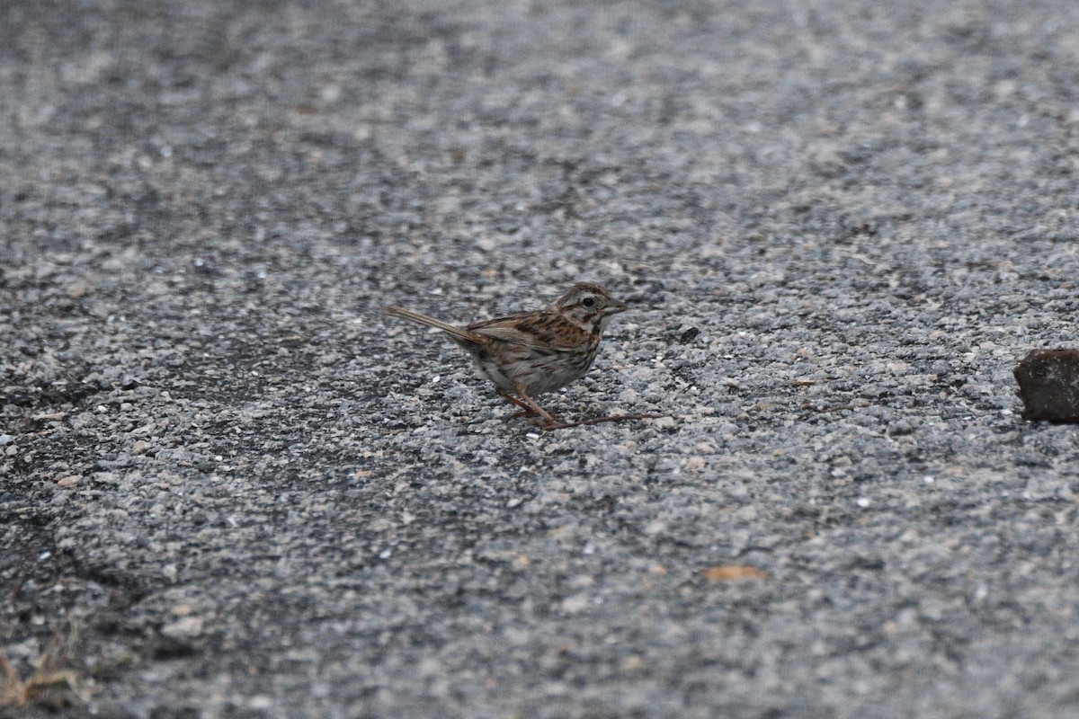 Song Sparrow - ML169784231