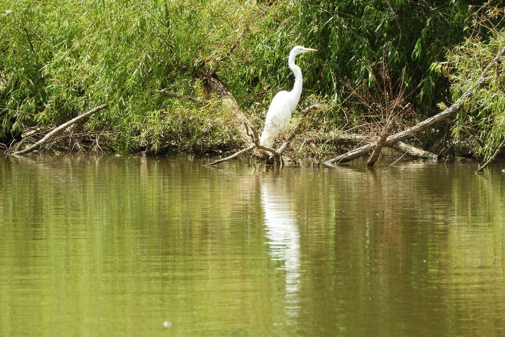 Great Egret - ML169784571