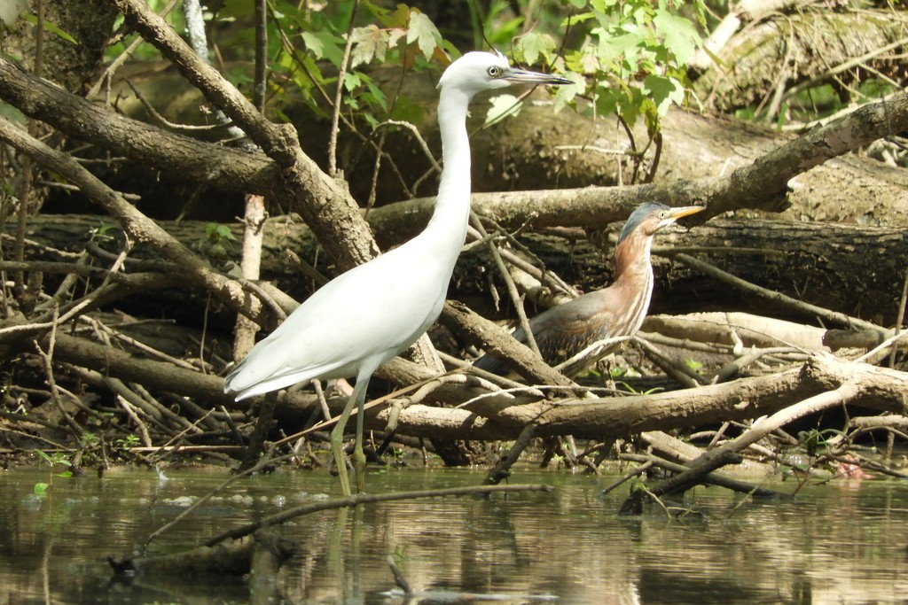 Little Blue Heron - ML169785001