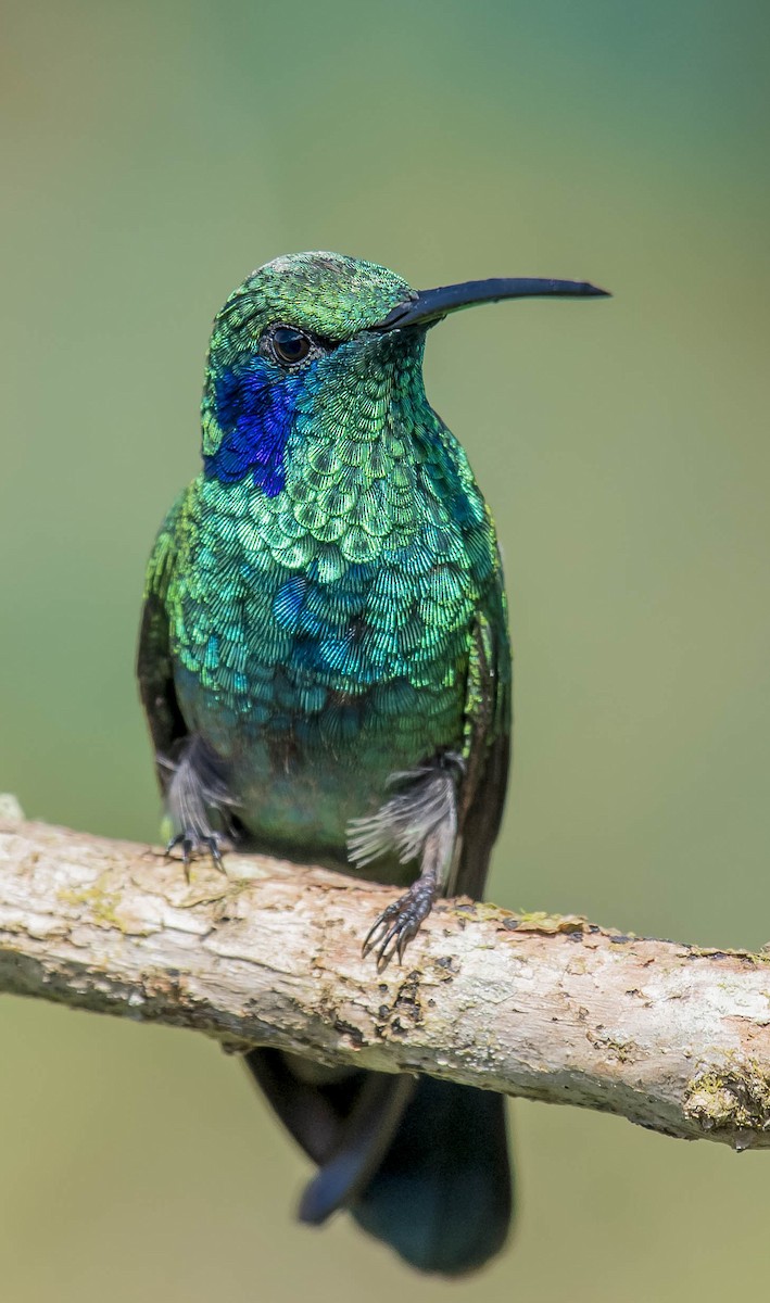 Lesser Violetear - ML169786401