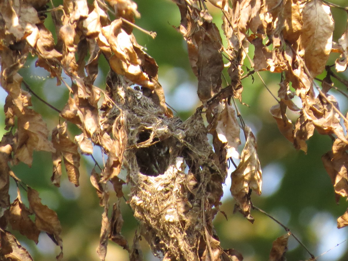 Bindennektarvogel - ML169786621