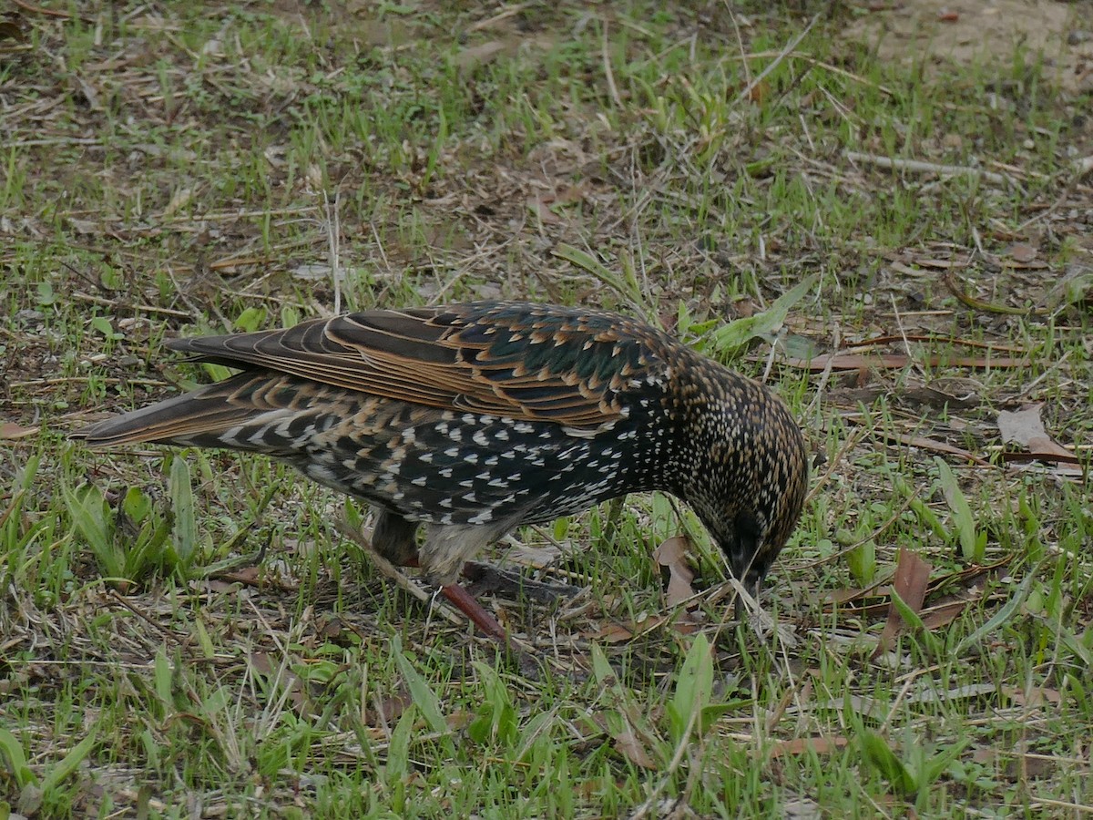 European Starling - ML169787571