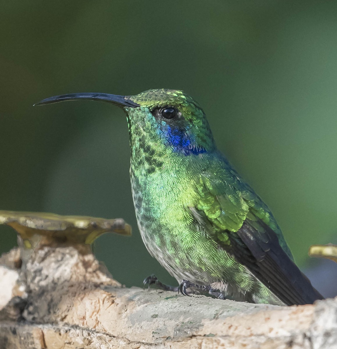 Lesser Violetear - ML169787791