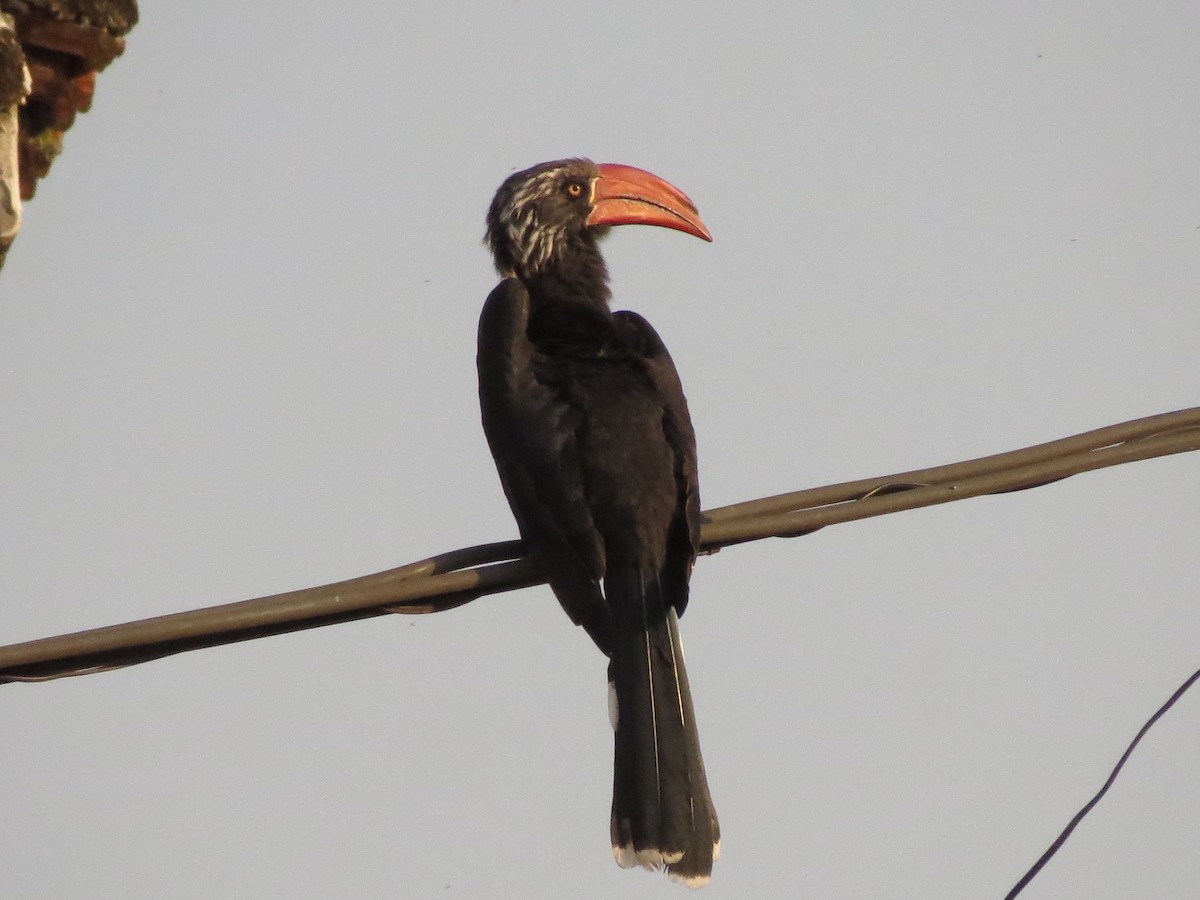 Crowned Hornbill - ML169787941