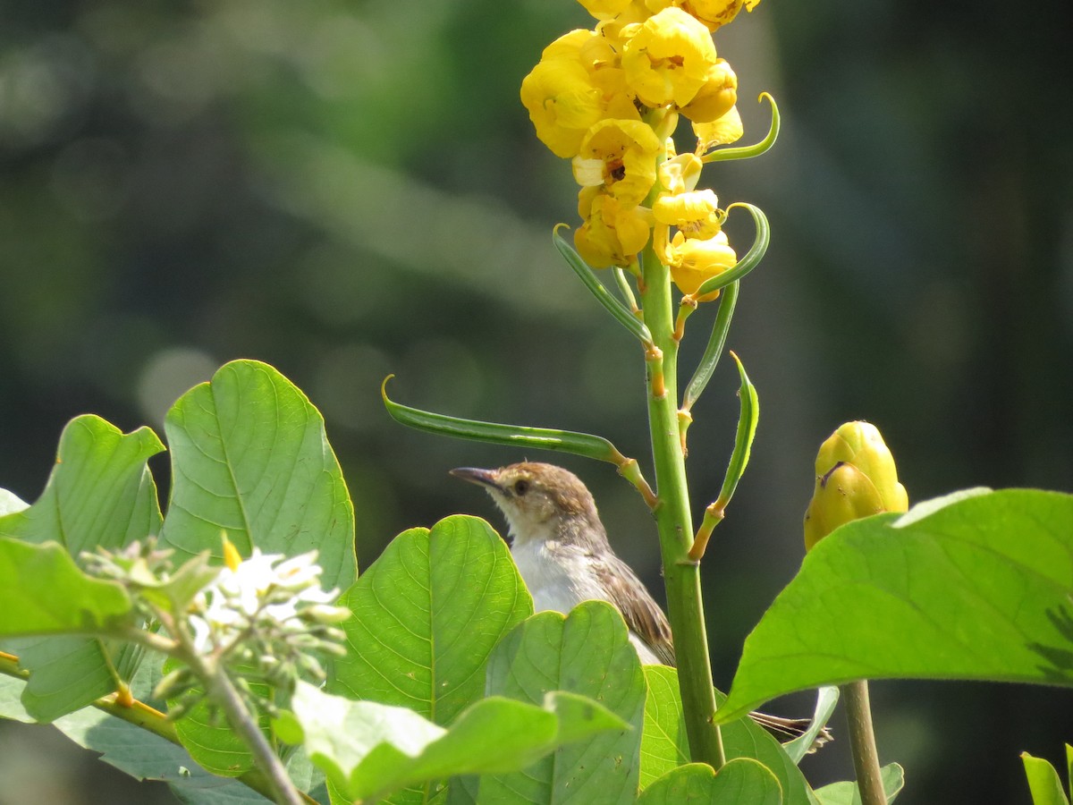 Winding Cisticola - ML169788211