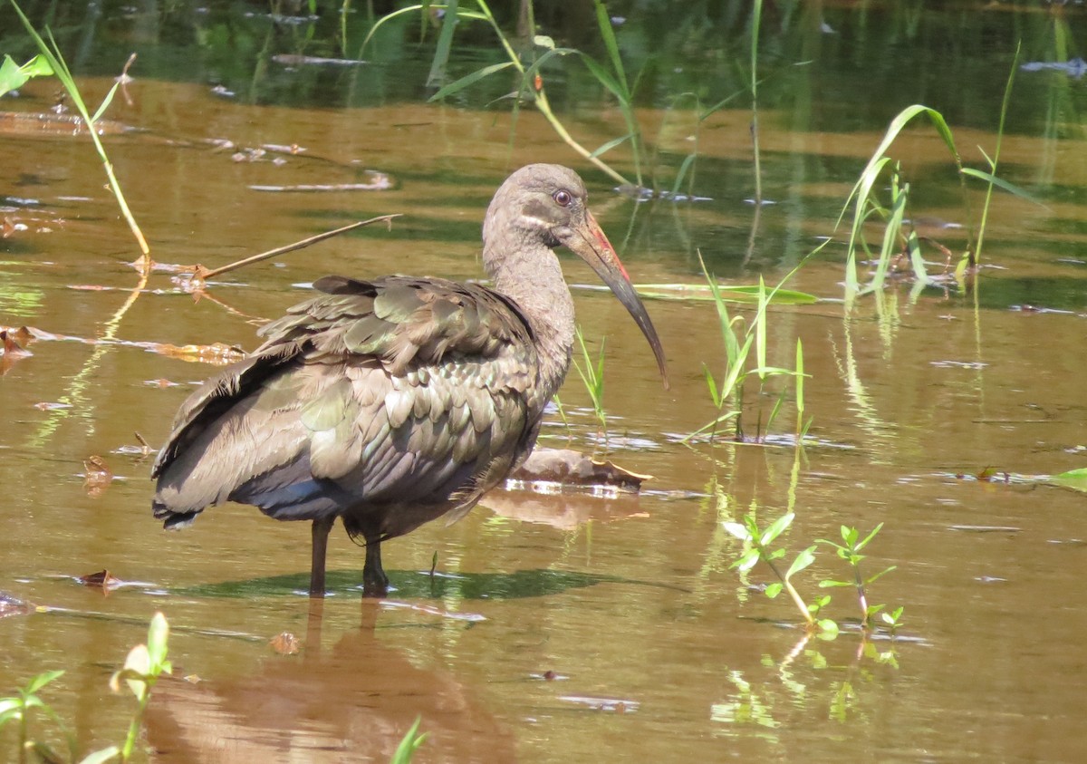 Ibis hagedash - ML169789561