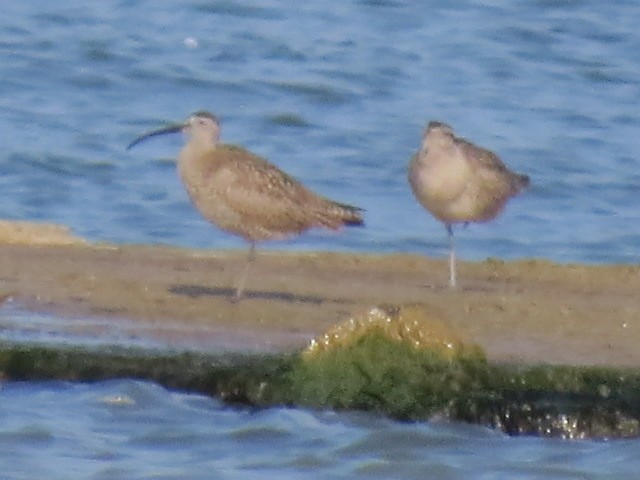 Whimbrel - ML169790321