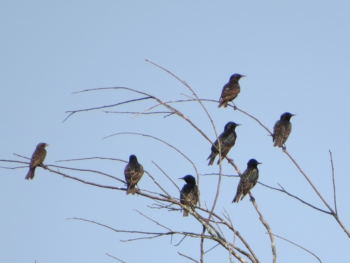 European Starling - ML169793281