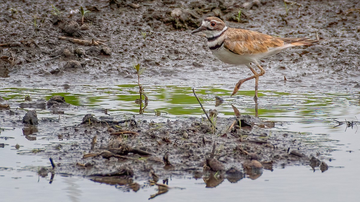 Killdeer - ML169793551