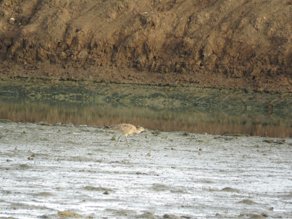 Far Eastern Curlew - ML169794181