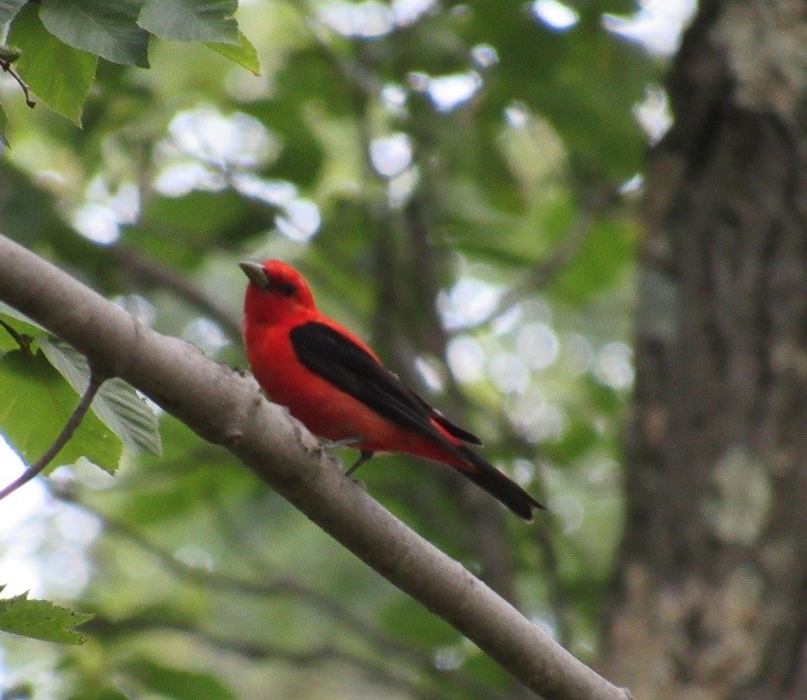 Scarlet Tanager - ML169794811