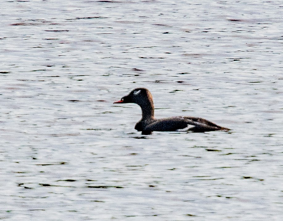 White-winged Scoter - ML169795881