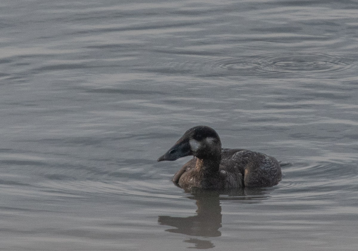 White-winged Scoter - ML169795901