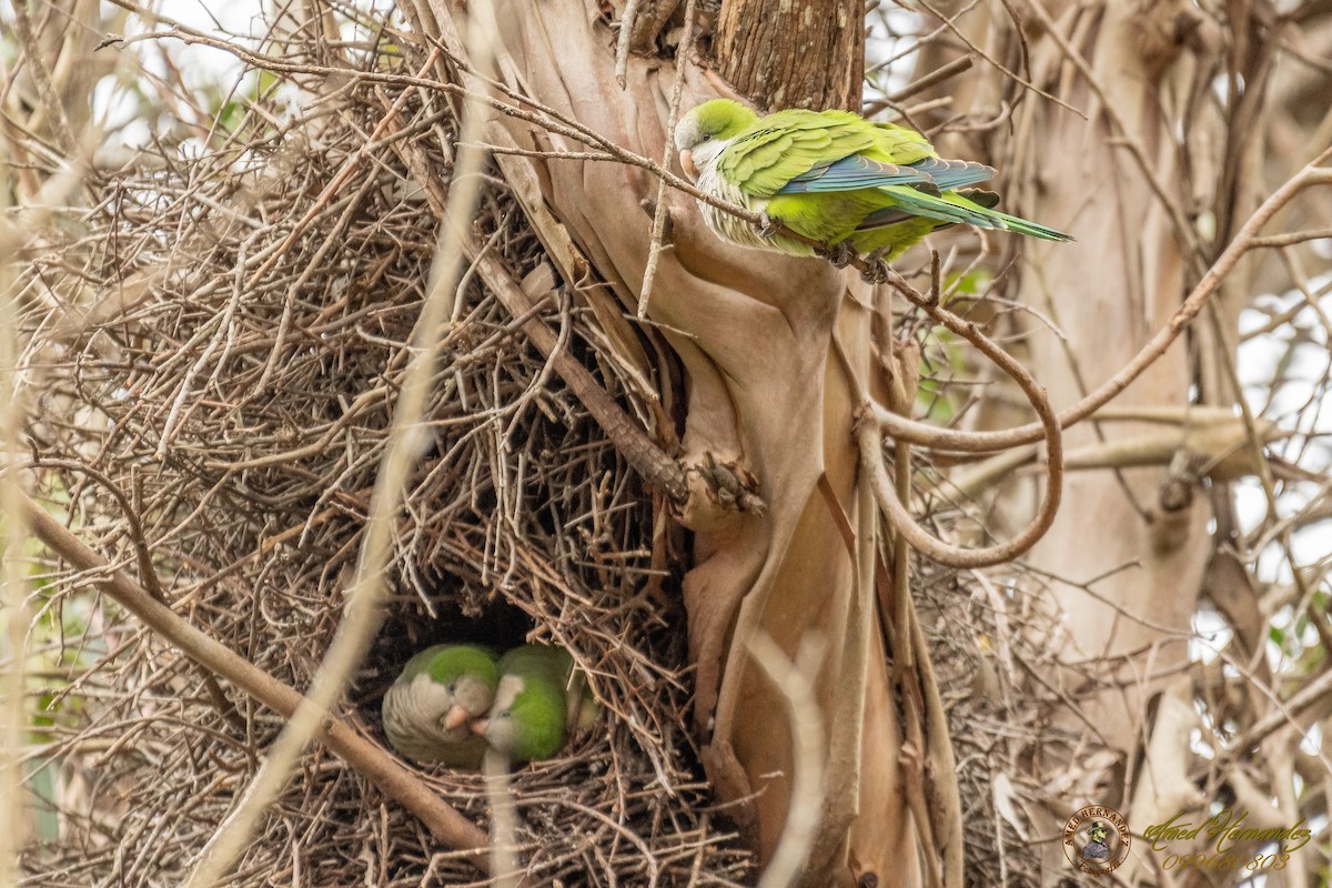 Monk Parakeet - Amed Hernández