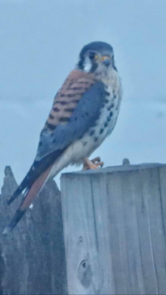 American Kestrel - ML169797841
