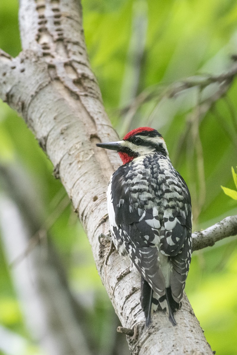 Yellow-bellied Sapsucker - Bryan Calk