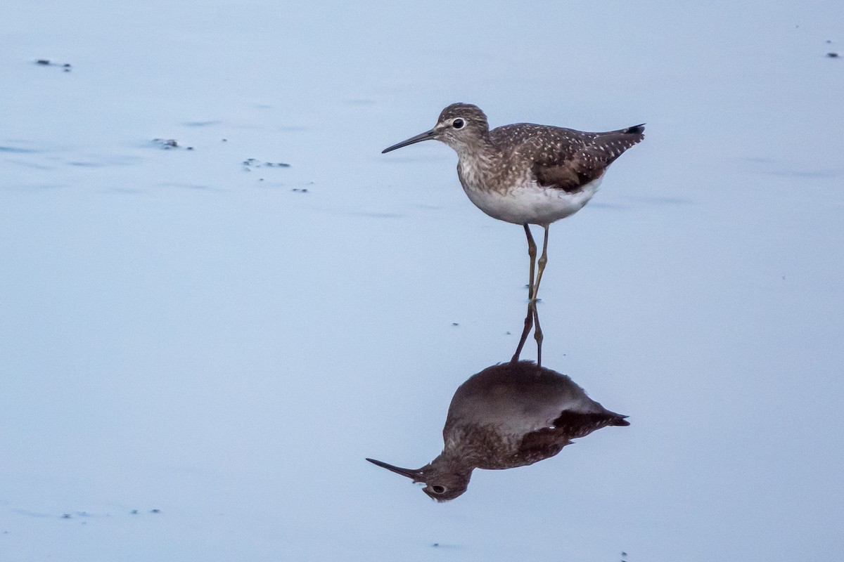 Einsiedelwasserläufer - ML169798881