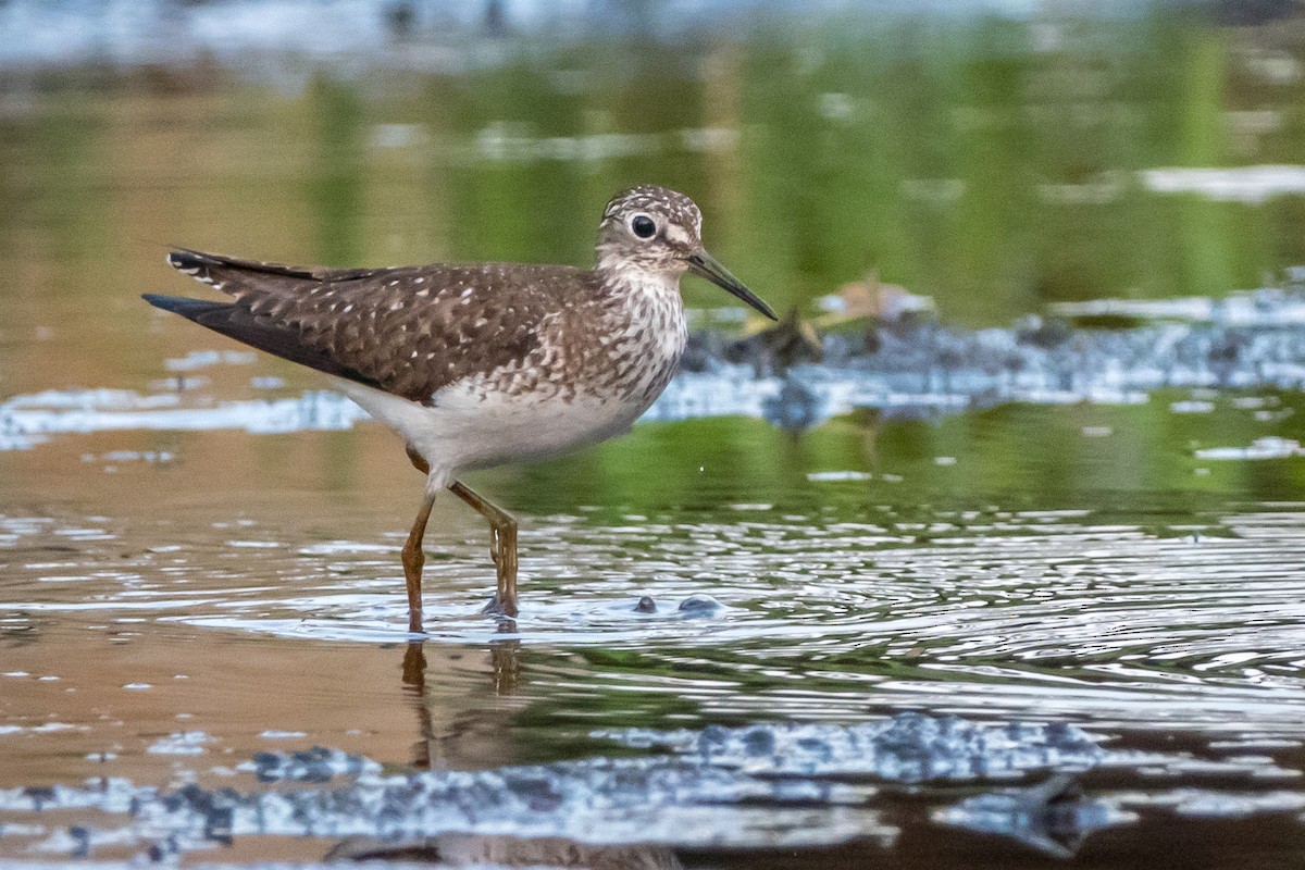 Einsiedelwasserläufer - ML169798891