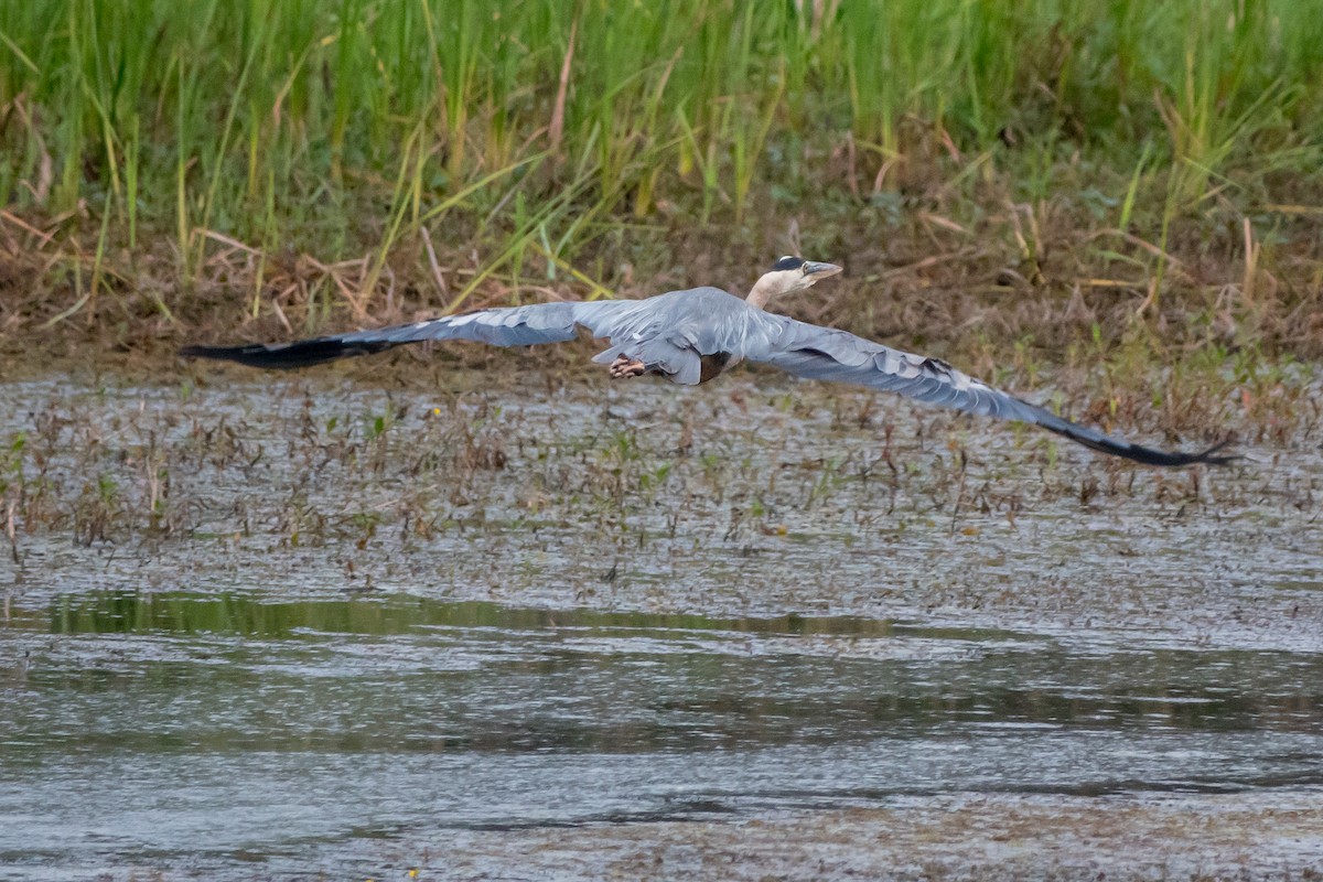 Kanadareiher [herodias-Gruppe] - ML169798941
