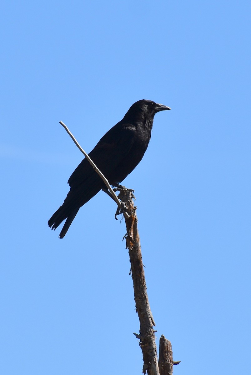 American Crow - ML169800221