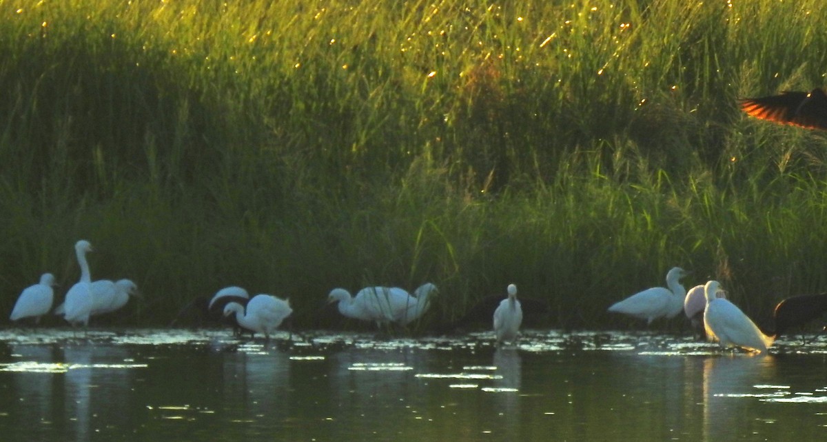 Roseate Spoonbill - ML169802321