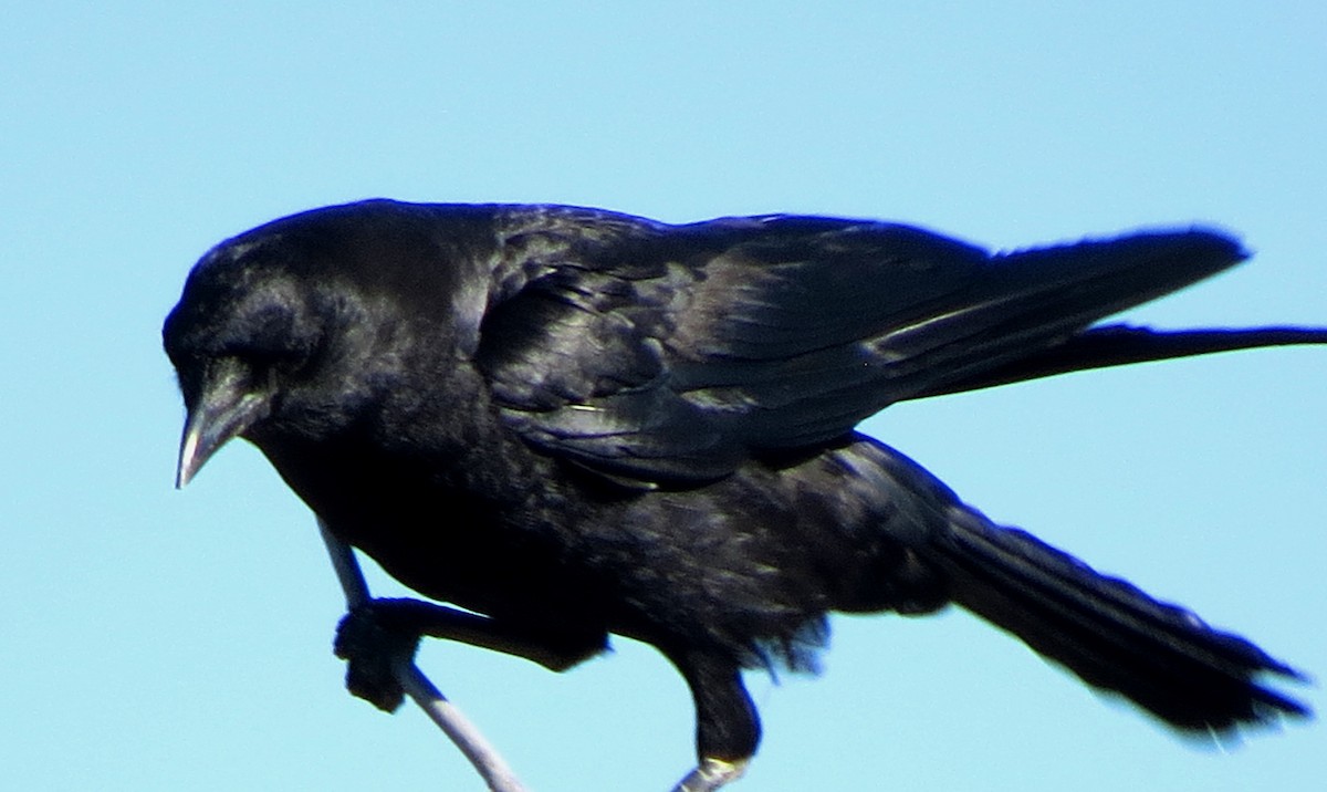 American Crow - ML169803251
