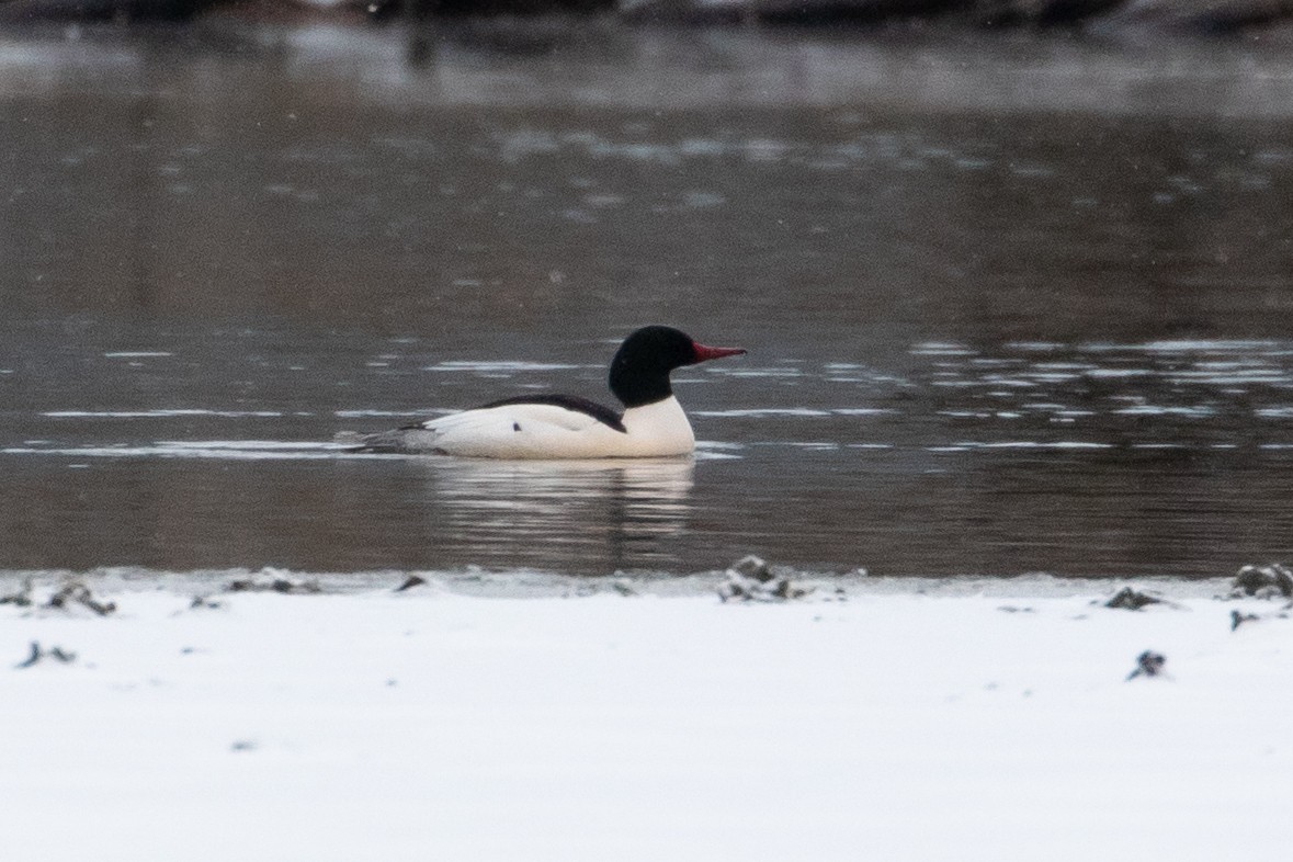 Common Merganser - ML169803391