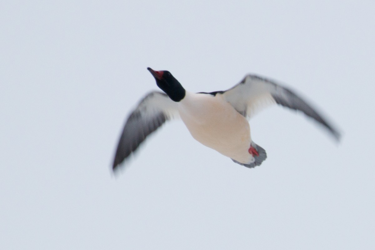 Common Merganser - ML169803411