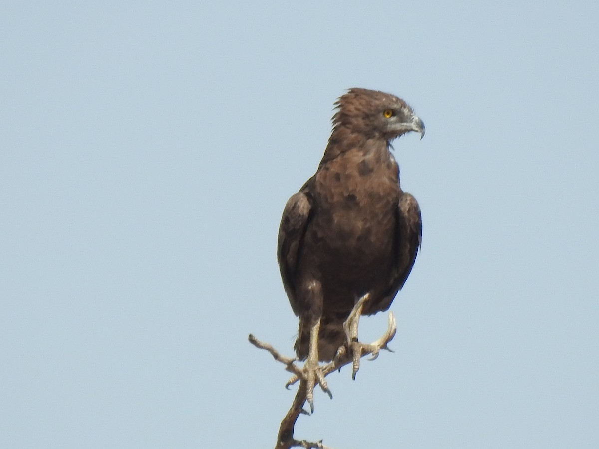 Brown Snake-Eagle - ML169803801