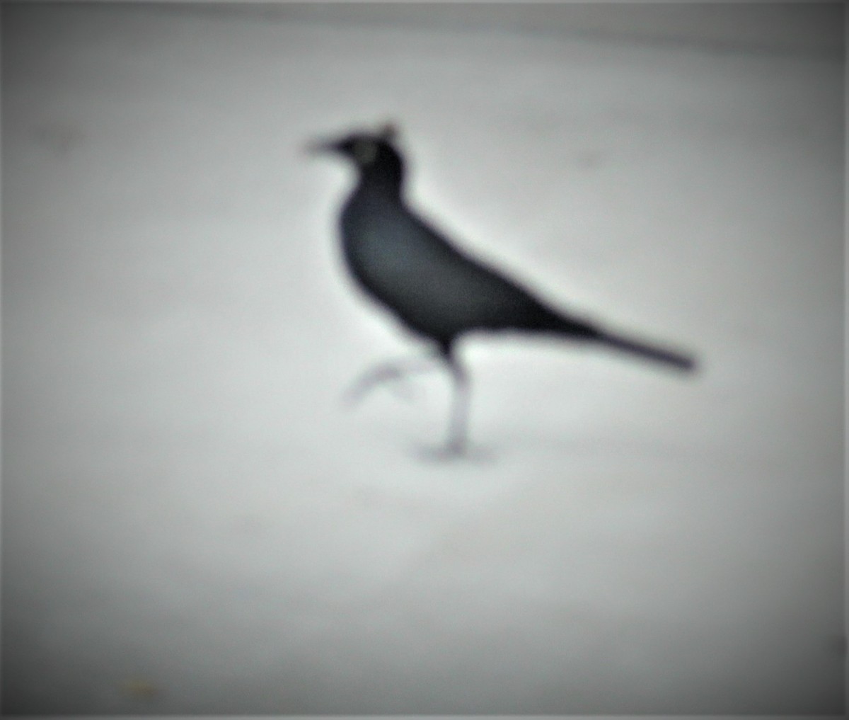 Brewer's Blackbird - ML169804581