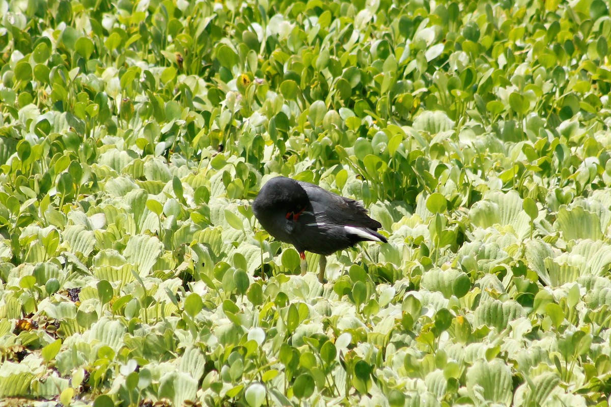 Gallinule d'Amérique - ML169805181