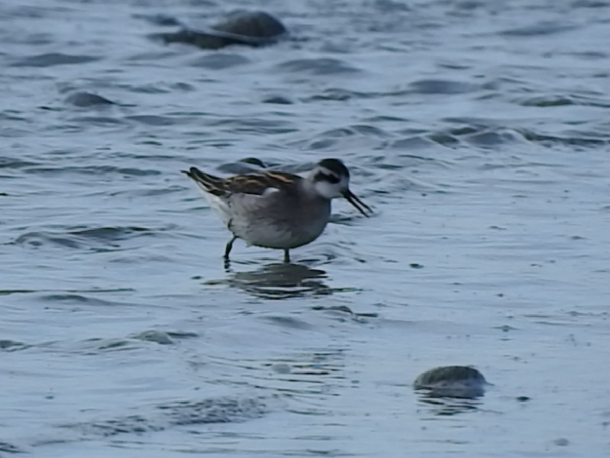 Phalarope à bec étroit - ML169805741