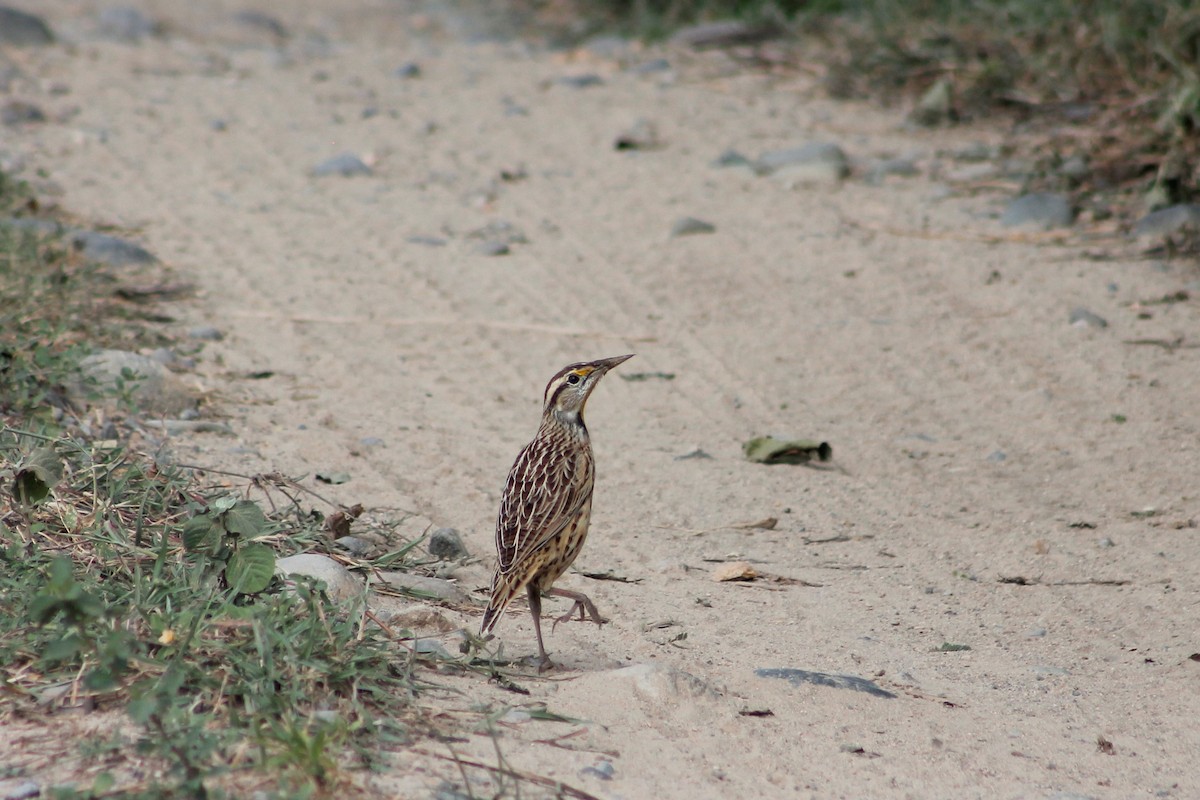 Eastern Meadowlark - ML169806561