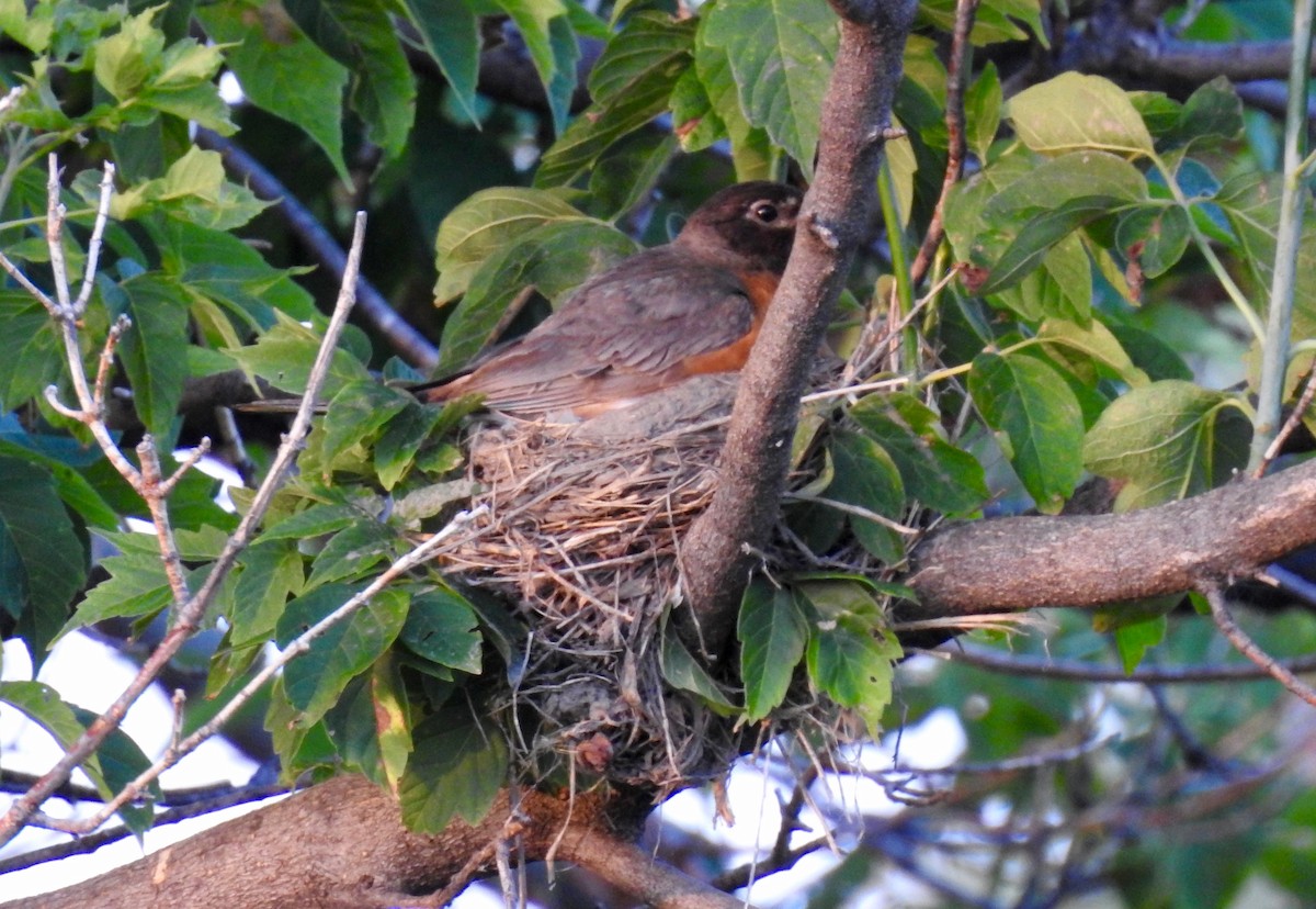 American Robin - ML169809291