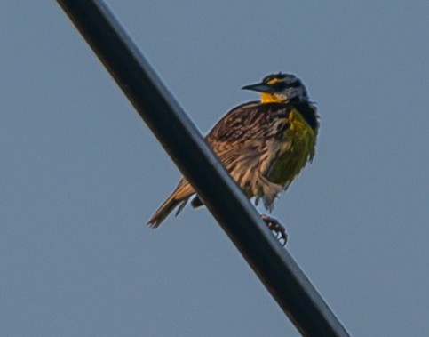 Eastern Meadowlark - ML169810131