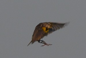 Eastern Meadowlark - ML169810141