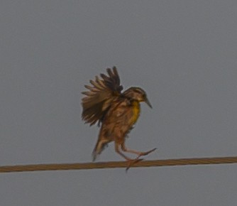 Eastern Meadowlark - ML169810151