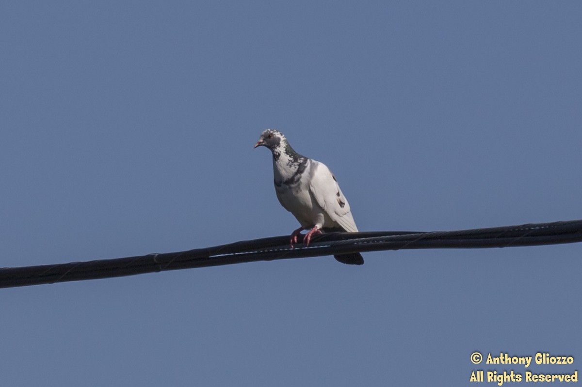 Сизый голубь (Одомашненного типа) - ML169810441