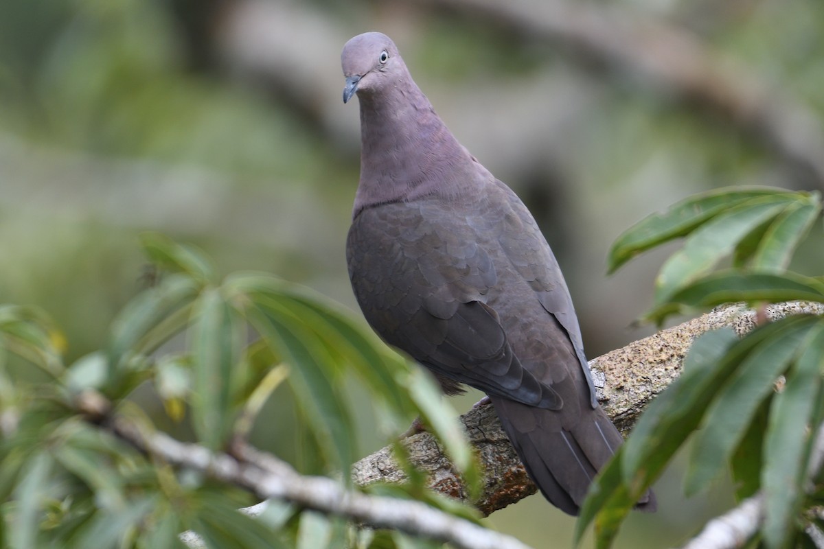 Pigeon plombé - ML169810901