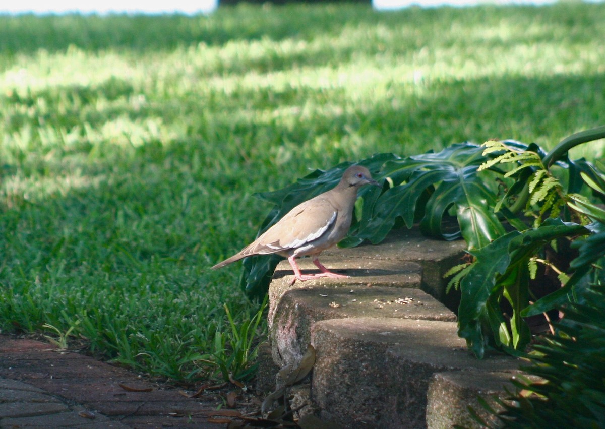 White-winged Dove - Carol Porch