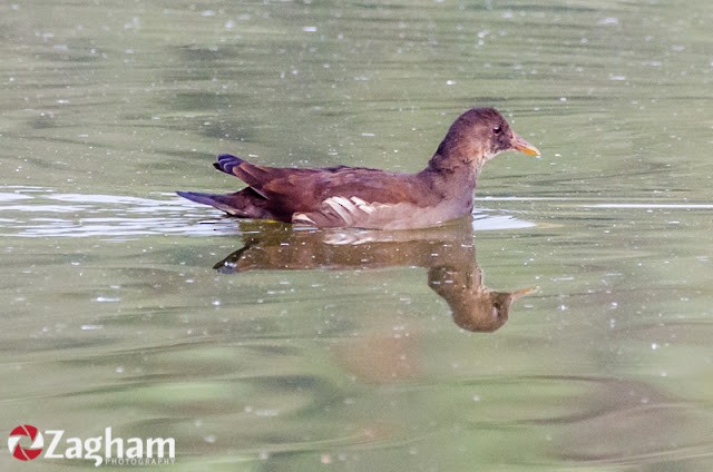 Eurasian Moorhen - ML169812171