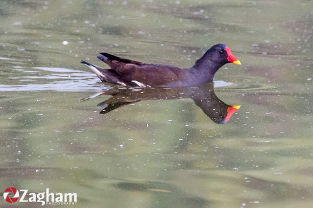 Eurasian Moorhen - ML169812181