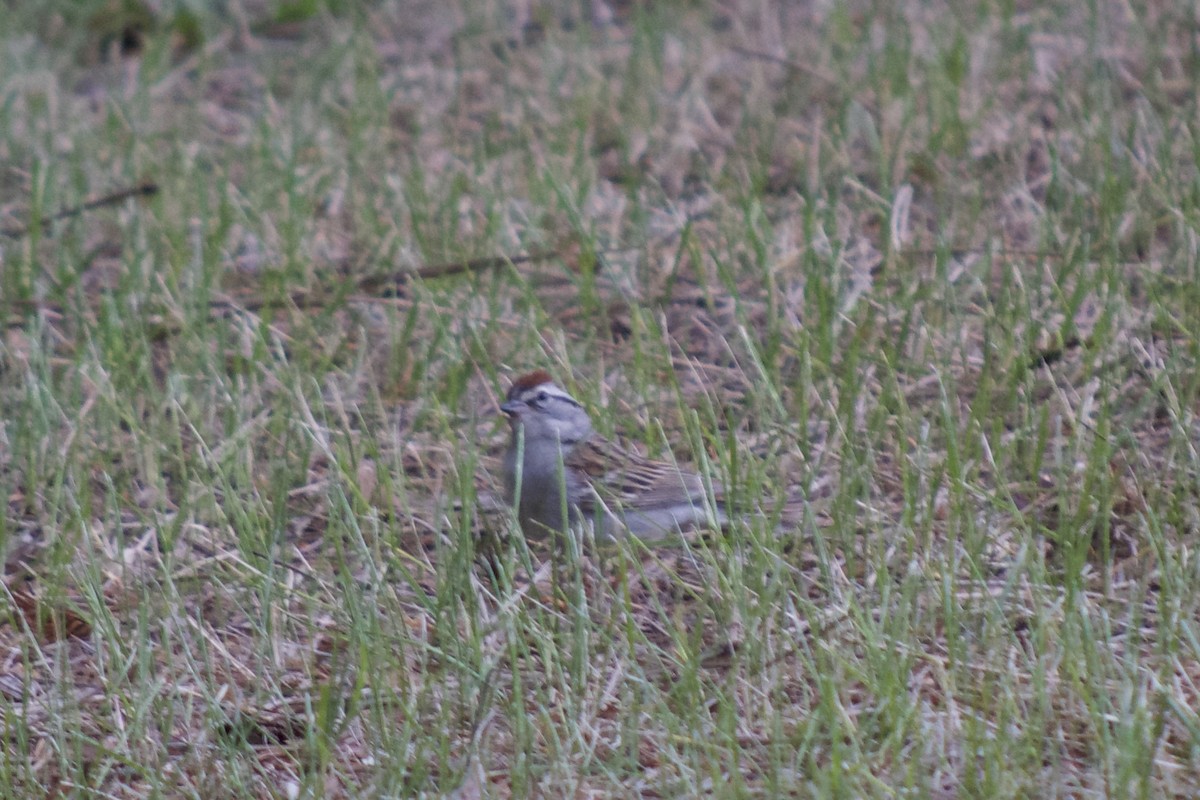 Chipping Sparrow - ML169813081