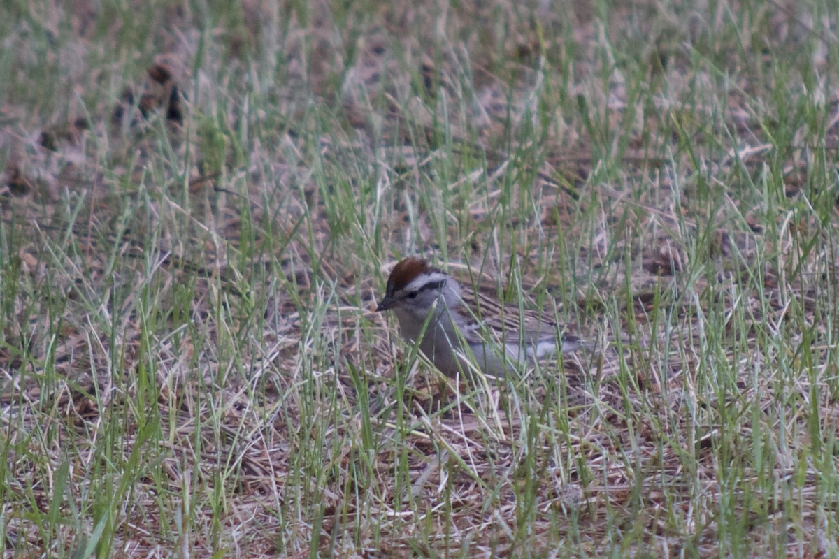 Chipping Sparrow - ML169813101