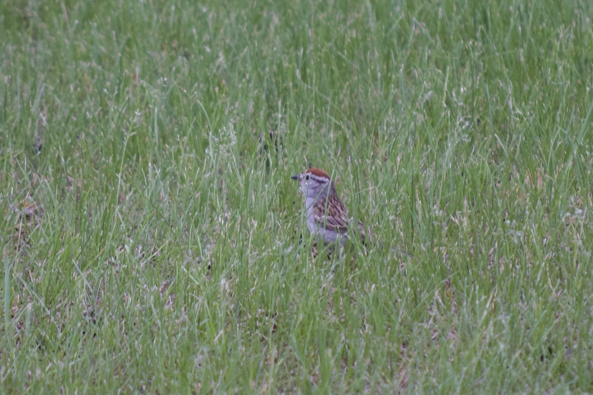 Chipping Sparrow - ML169813141