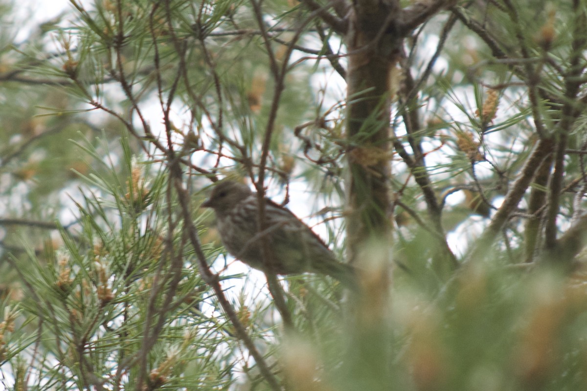 Pine Siskin - ML169813381